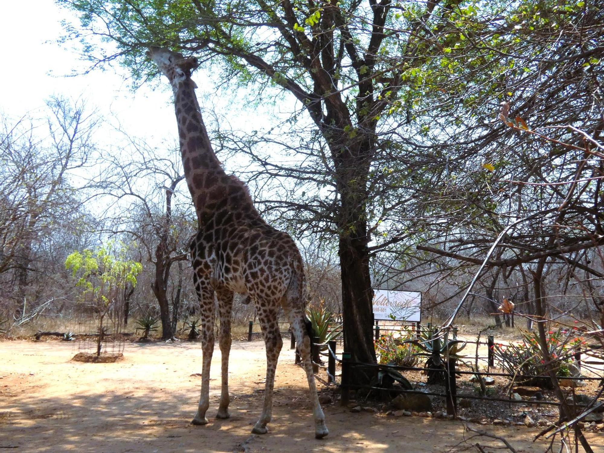 Weltevrede Lodge - Self Catering Houses Marloth Park Kültér fotó